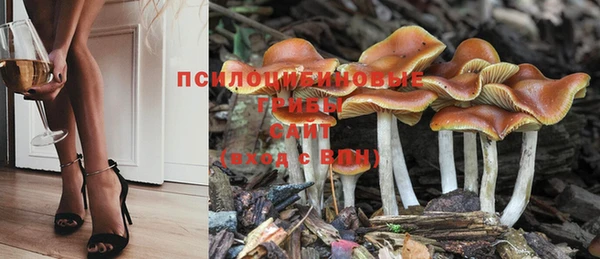 PSILOCYBIN Богородицк