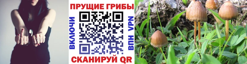 Псилоцибиновые грибы GOLDEN TEACHER  купить   Джанкой 